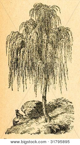 Pleurant bouleau - vieux illustration par un artiste inconnu du Botanika Szkolna na Klasy Nizsze, auteur Joz