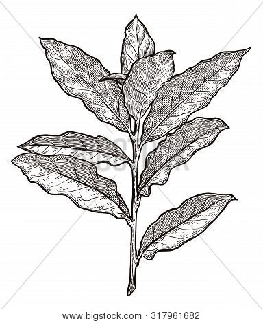 Bay Leaves Illustration, Drawing, Engraving, Ink, Line Art, Vector