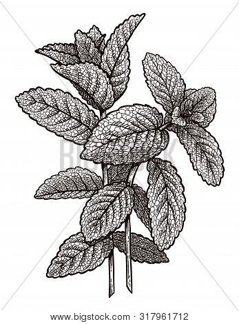 Mint Illustration, Drawing, Engraving, Ink, Line Art, Vector