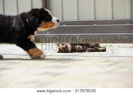 Puppy Playing With Kitten. Kittel Lay On The Floor