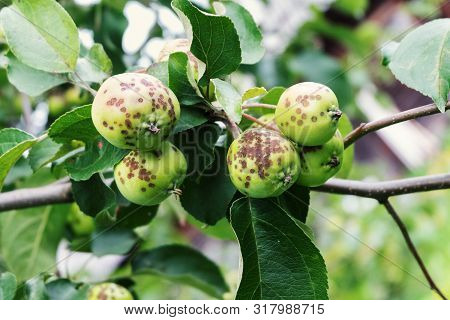 Disease Of Apple Trees. Apples Covered With Spots