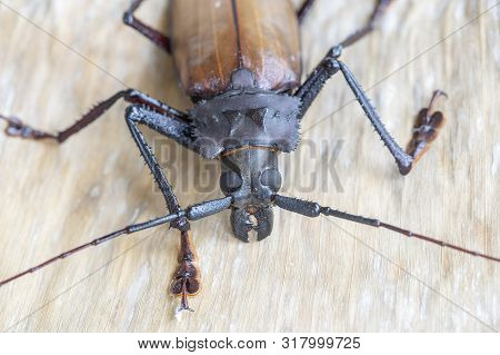 Giant Fijian Longhorn Beetle From Island Koh Phangan, Thailand. Closeup, Macro. Giant Fijian Long-ho
