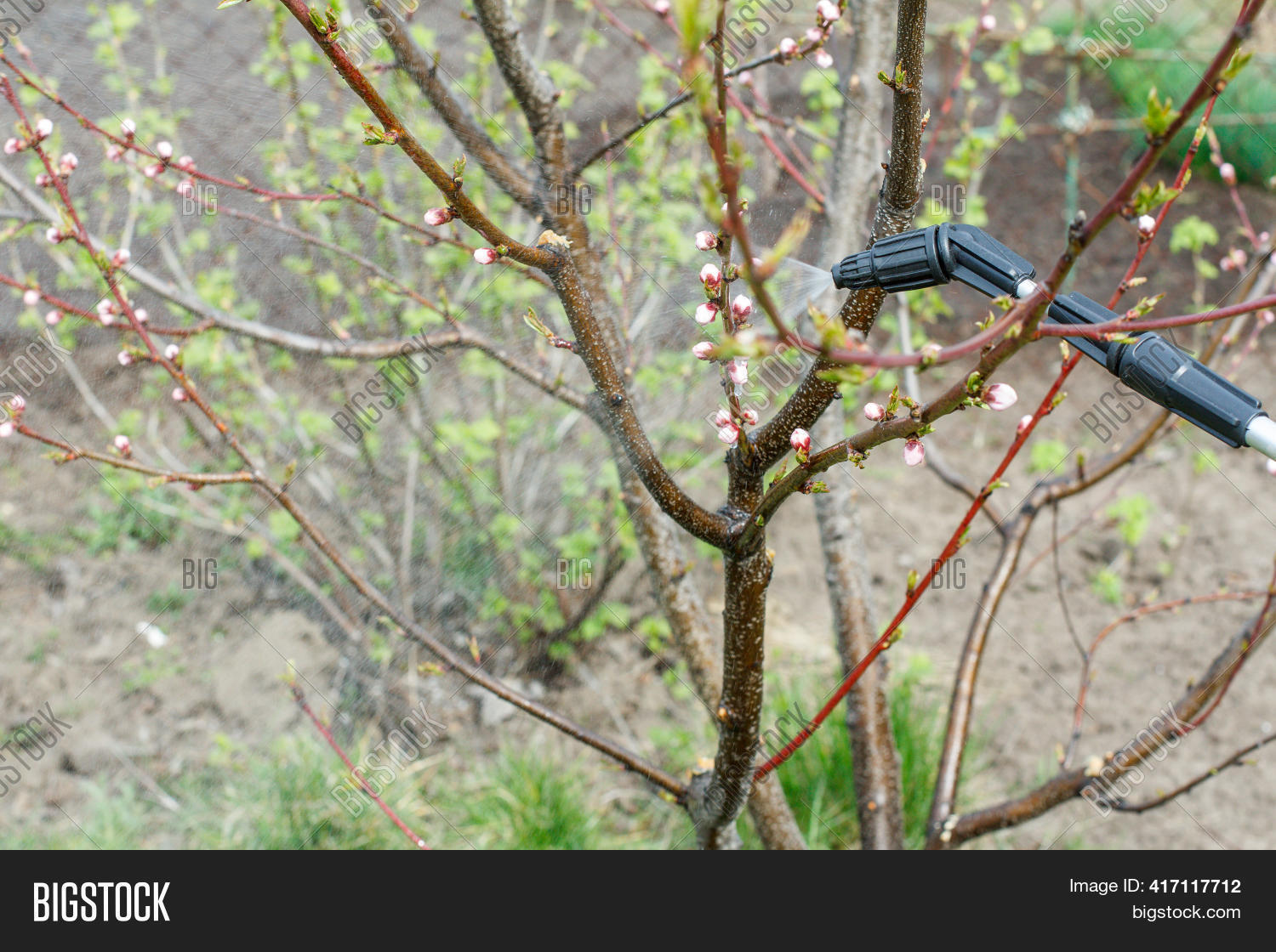 Nectarine Tree Image & Photo (Free Trial) Bigstock