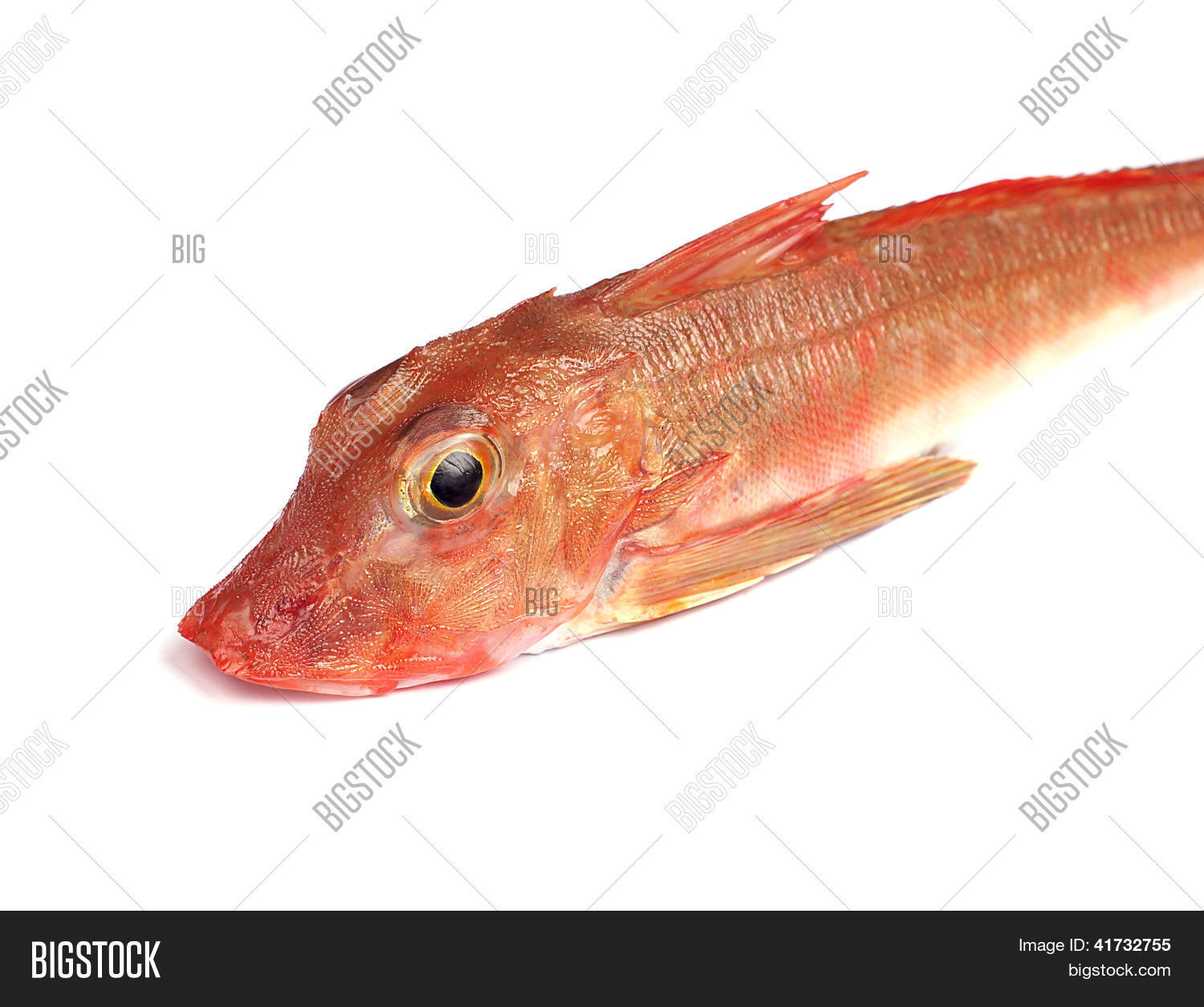 Red Gurnard Fish Image & Photo (Free Trial) | Bigstock