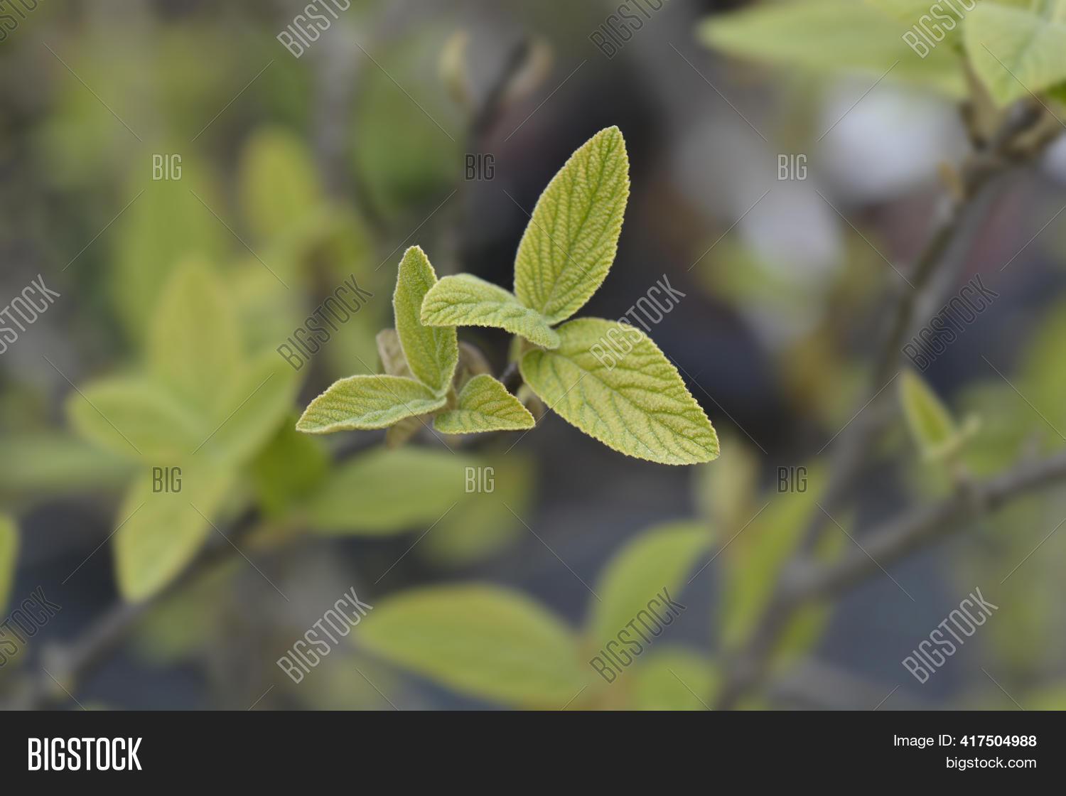 Viburnum Alleghany Image & Photo (Free Trial) Bigstock