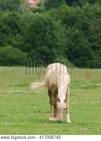 A  Pony Being Stripped Grazed With Electric Fencing.