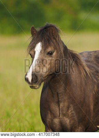 An Over Weight Welsh Section A Pony Stands In A Paddock.