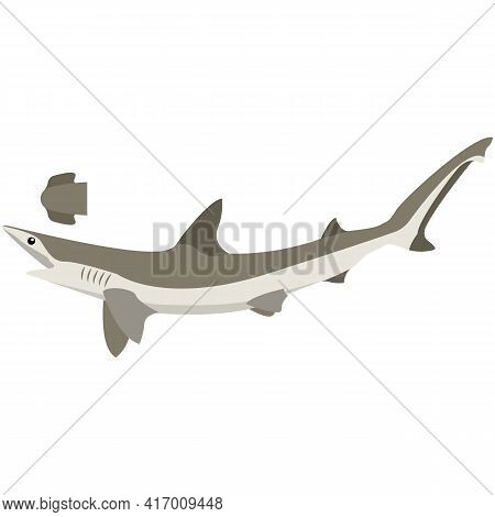 Vector Bonnethead Shark Illustration Isolated On White
