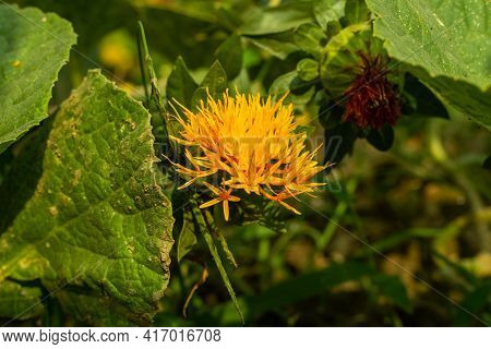 Milk Thistle Or Safflower Or Silymarin Is A Flowering Herb Related To The Daisy And Ragweed Family