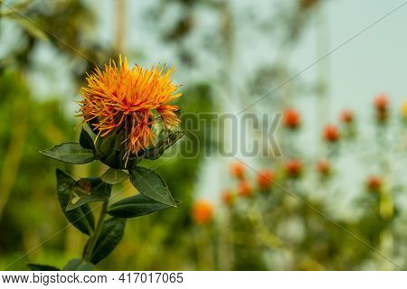 One Of The Most Active Ingredient In Dyer's-saffron Is Called Silymarin Thistle-like Annual Plant