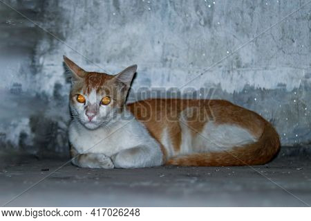 A Cat Sitting Front On A Wall Looking At Front And His Eye Color Are Changed Because Of The Camera F