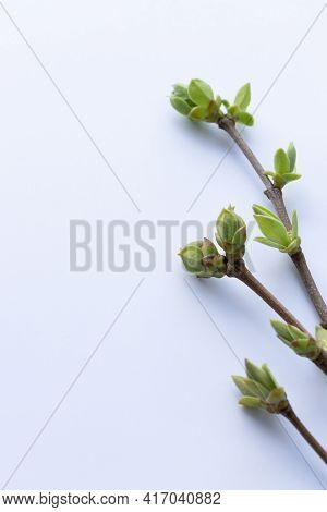 Twigs With Buds And First Leaves On A White Background. Copy Space.