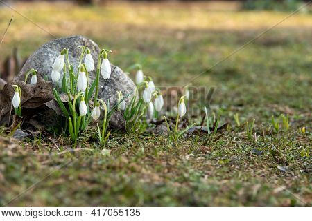 Snowdrop Spring Flowers. Delicate Snowdrop Flower Is One Of The Spring Symbols Telling Us Winter Is 