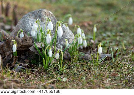 Snowdrop Spring Flowers. Delicate Snowdrop Flower Is One Of The Spring Symbols Telling Us Winter Is
