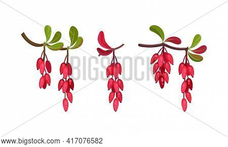 Red Berberis Or Barberry Hanging On Leafy Twig Vector Set