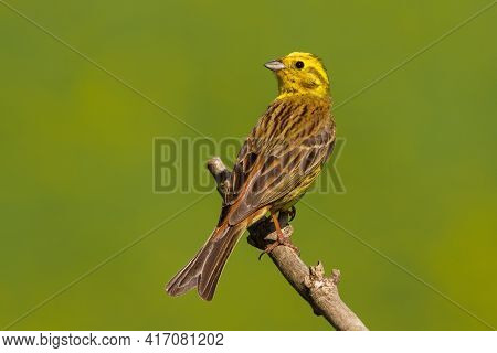 Yellowhammer Sitting On Branch In Summer Sunlight.