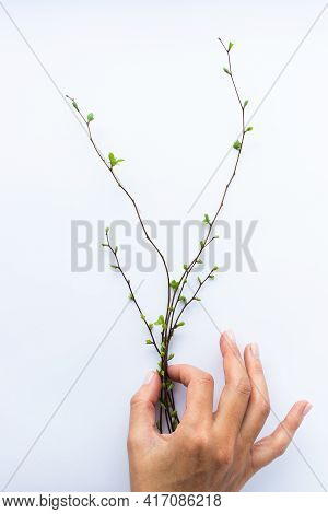 Female Hand Holding Twigs With First Leaves.