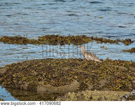 Numenius Phaeopus On The Rocks With Seaweed Standing In Summer In Spain