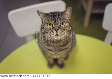 Beautiful Pet Cat Sitting On Table At Home Looking At Camera. Relaxing Fluffy Hairy Striped Domestic