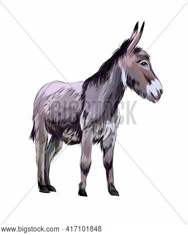 Donkey From A Splash Of Watercolor, Colored Drawing, Realistic. Vector Illustration Of Paints