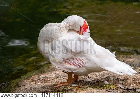 White And Black Duck With Red Head, The Muscovy Duck, Standing On The Shore Of The Pond. The Muscovy