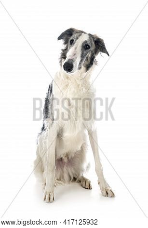 Young Borzoi In Front Of White Background