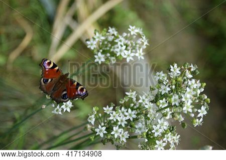 Peacock Butterfly (aglais Io) Basking In The Sun On Tiny White Flowers