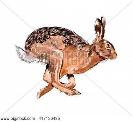 Hare, Rabbit From A Splash Of Watercolor, Colored Drawing, Realistic. Vector Illustration Of Paints