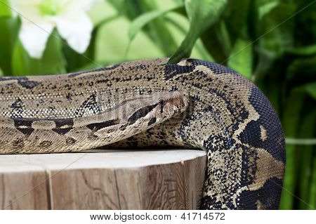 Boa Constrictor
