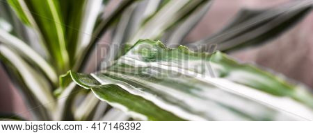 Green Texture : Beautiful For Decorative Leaves Of A House Plant.selective Focus.dracaena Fragrans M