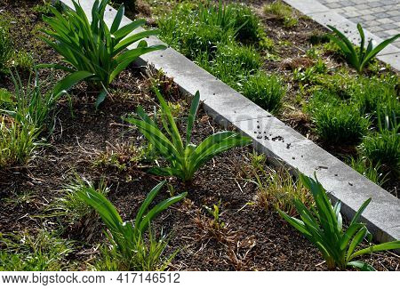 Exotic-looking Tubers Of Tall Flowers Of Prairie Origin Grow In The Flowerbed. Cosmic-looking Sprout