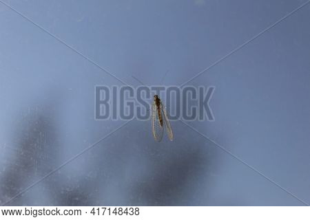 On A Light Background Sits A Lacewing Insect (latin Name Chrysopidae ).