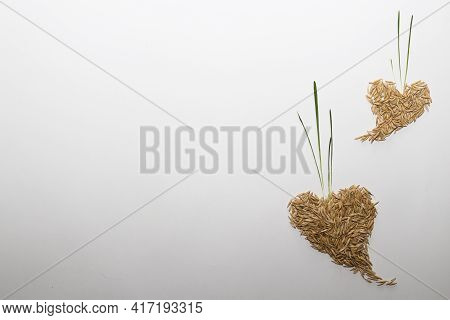 2 Hearts From Oat Grains With Sprouts On A White With Copy Space.