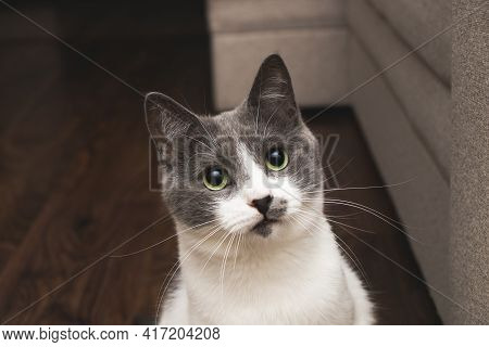 Portrait Of Surprised Cat. Funny Curious Cat.