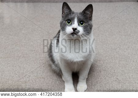 Grey And White Cat Sitting On A Sofa.