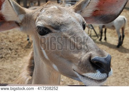 Young Kudu Baby In A Paddock At A Rescue Farm. Kudu Are Native To Africa.