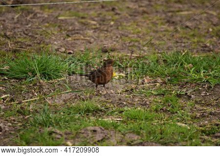 Brown Throttle On The Ground In The Pasture