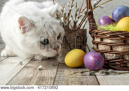 White Cat Looks At Easter Colorful Eggs. Painted Eggs In A Corns. British Breed. Close-up. High Qual