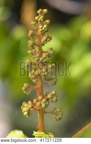 Close Up Of A Buds On A Horse Chestnut (aesculus) Tree
