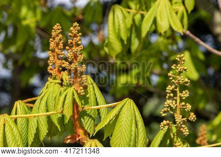 Horse Chestnut (aesculus) Buds