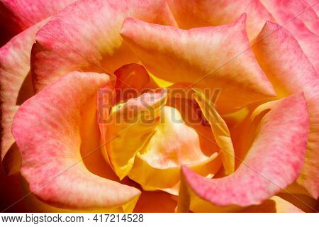 Yellow Rose with Red Tips in Bloom at Springtime in Northern California