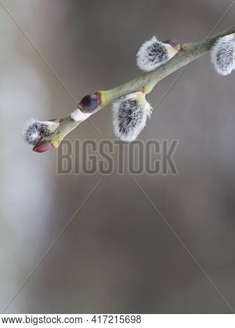 Close Up Gray Fluffy Blooming Pussy Willow Flower Twing, Selective Focus, Blurred Natural Beige Back