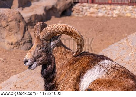 Domestic Sheep In The Afternoon. European Mouflon Close-up Basking In The Sun Lying On A Rock