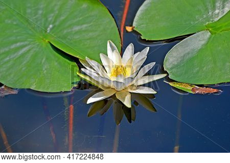 Nenuphar Images Illustrations Vectors Free Bigstock