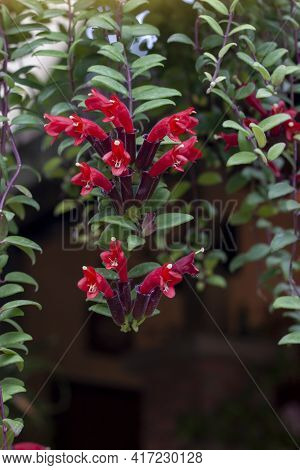 Red Flower Of Lipstick Vine Or Aeschynanthus Radicans Jack Bloom Hanging In The Garden.