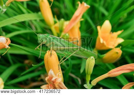 Green Grasshopper (latin: Tettigonia Viridissima) Sitting On A Flower Of The Daylily. Soft Selective