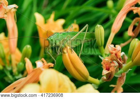 Green Grasshopper (latin: Tettigonia Viridissima) Sitting On A Flower Of The Daylily (latin: Hemeroc