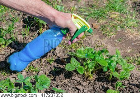 Young Green Strawberry Bushes Sprayed By Bordeaux Mixture (also Called Bordo Mix) From Bottle To Pro
