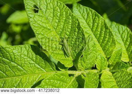 Green Grasshopper (latin: Tettigonia Viridissima) Sitting On A Green Leaf Of The Potato (latin: Sola