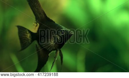 Selective Focus. Portrait Of An Amazon Black Altum Angelfish (pterophyllum Scalare) In Tank Fish Wit